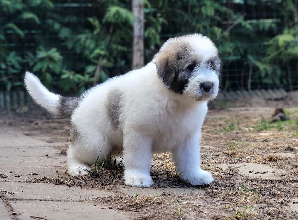 Owczarek Rumiński Mioritic