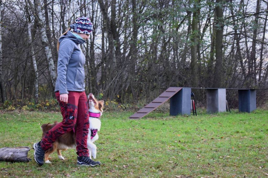 Owczarek australijski - posłuszeństwo