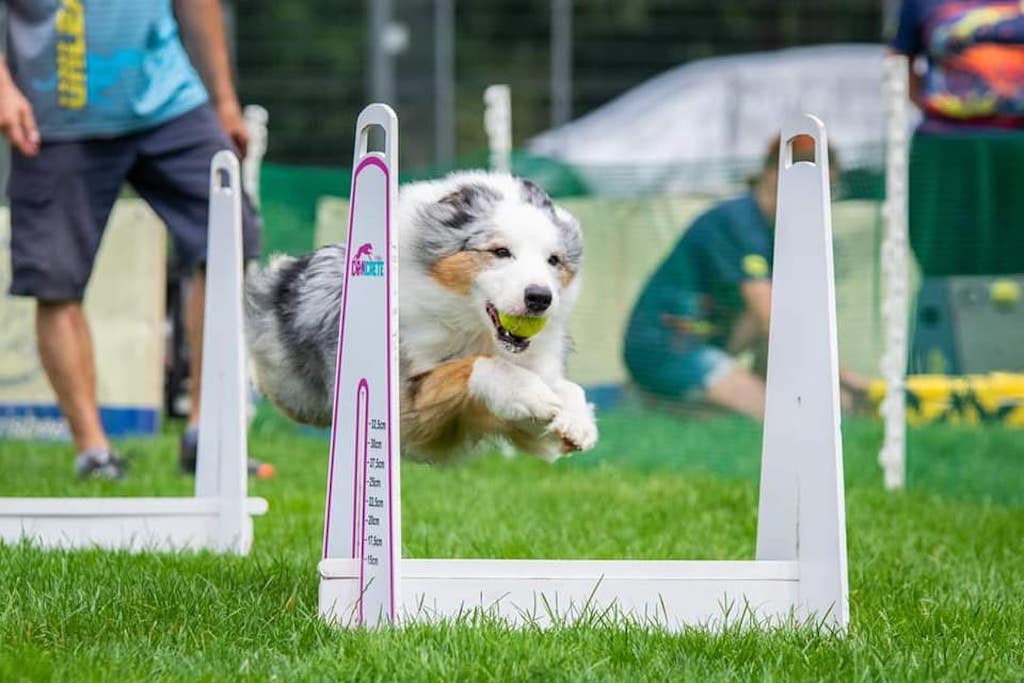 Owczarek australijski - flyball