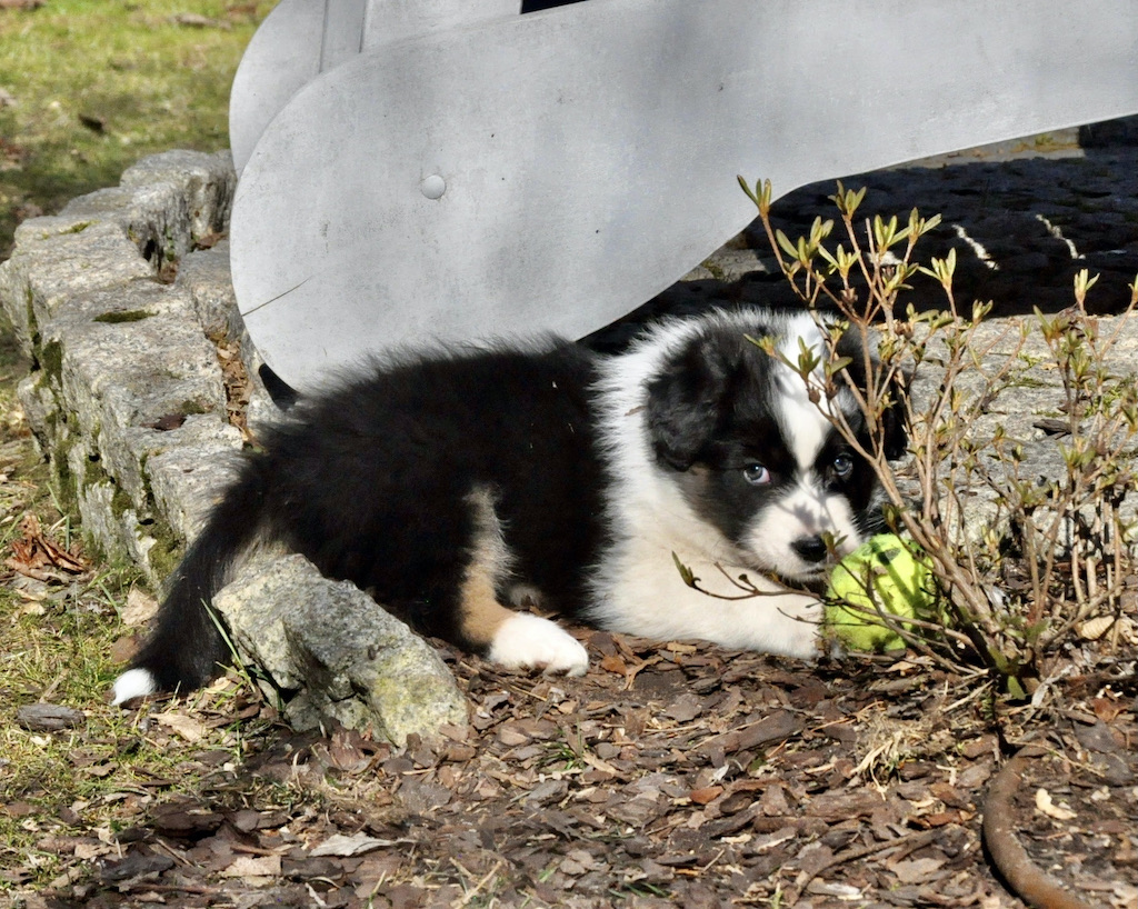 Owczarek australijski - hodowla 