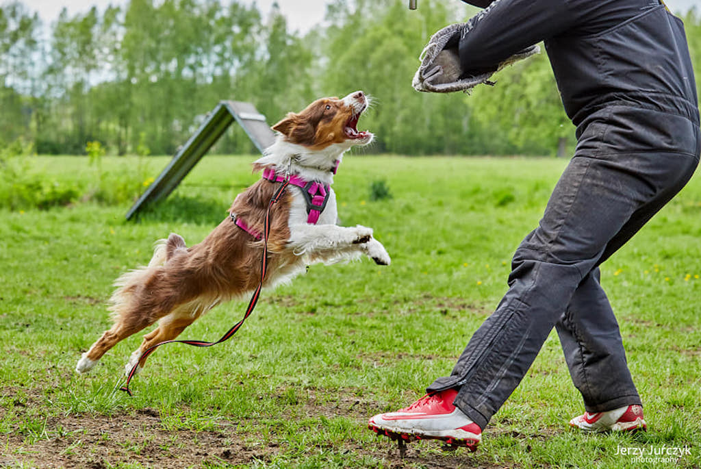 Owczarek australijski - pozorant