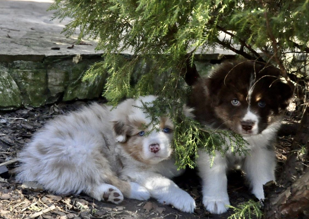 Owczarek australijski - szczeniaki
