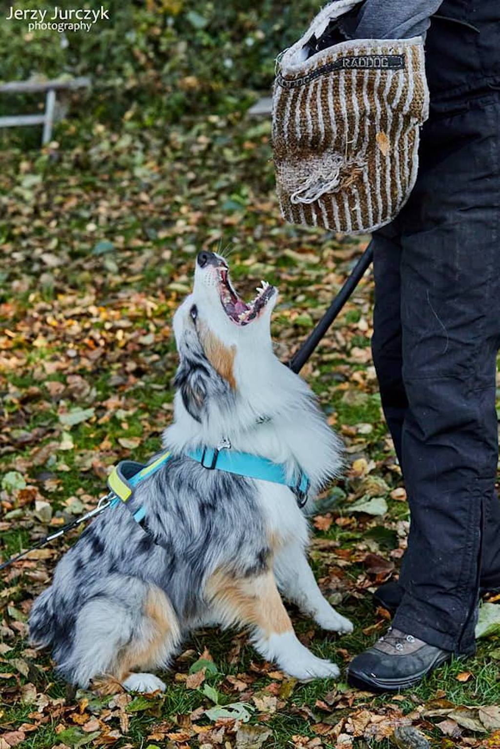 Owczarek australijski - zatrzymanie pozoranta