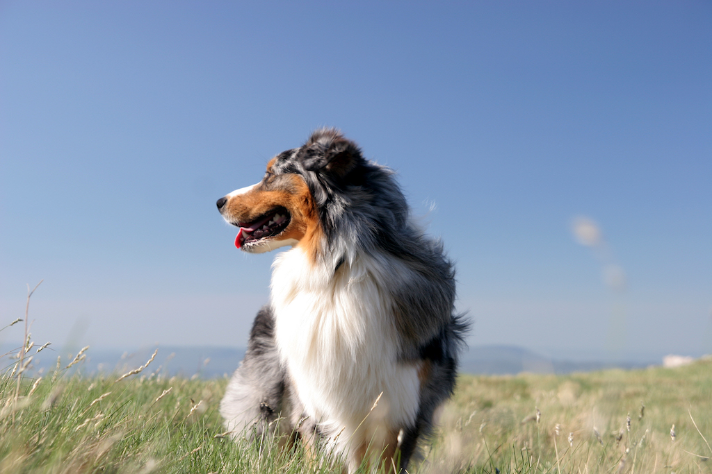 Owczarek australijski (typ amerykański) - charakter