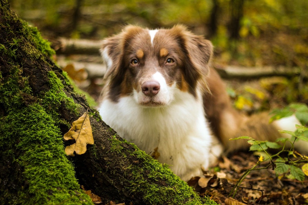 Owczarek australijski (typ amerykański) - umaszczenie
