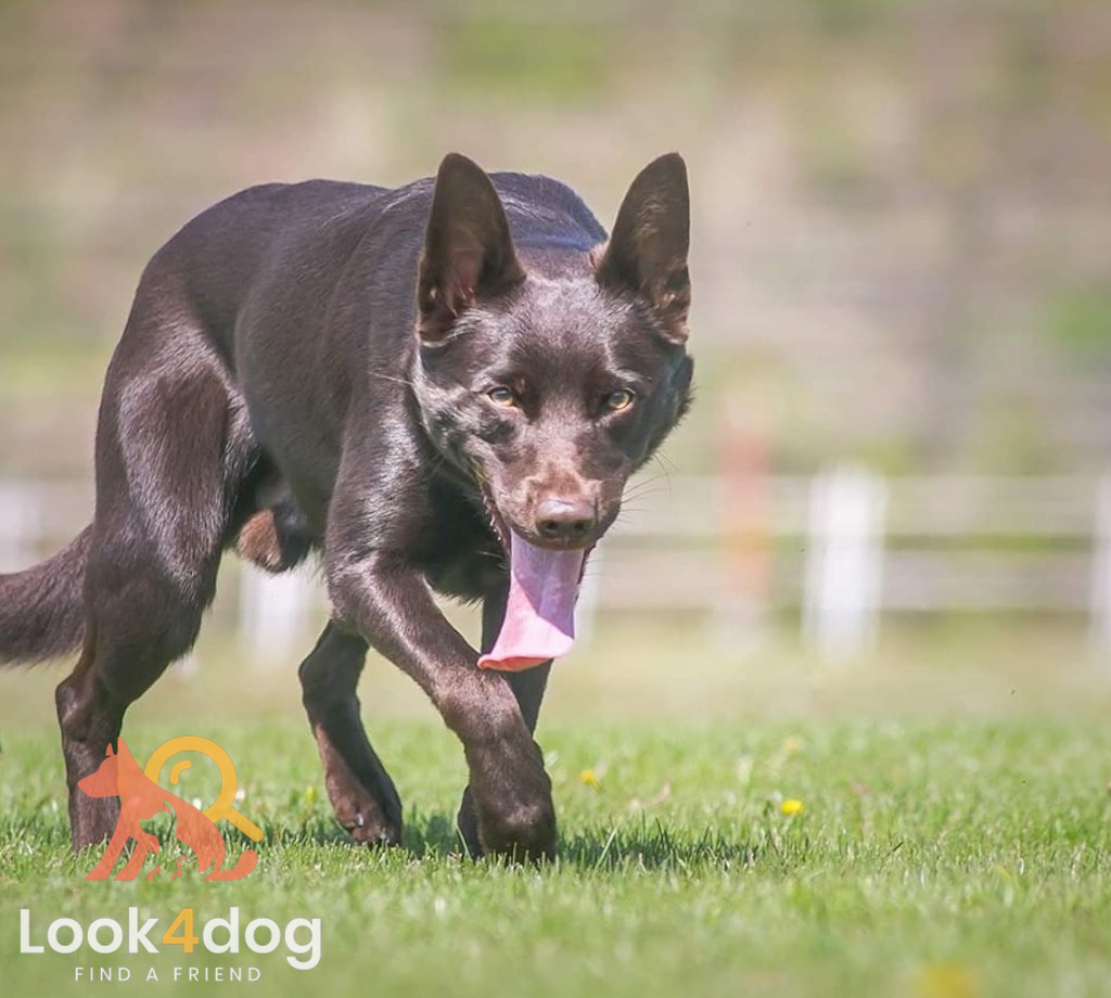 Owczarek australijski Kelpie - pielęgnacja