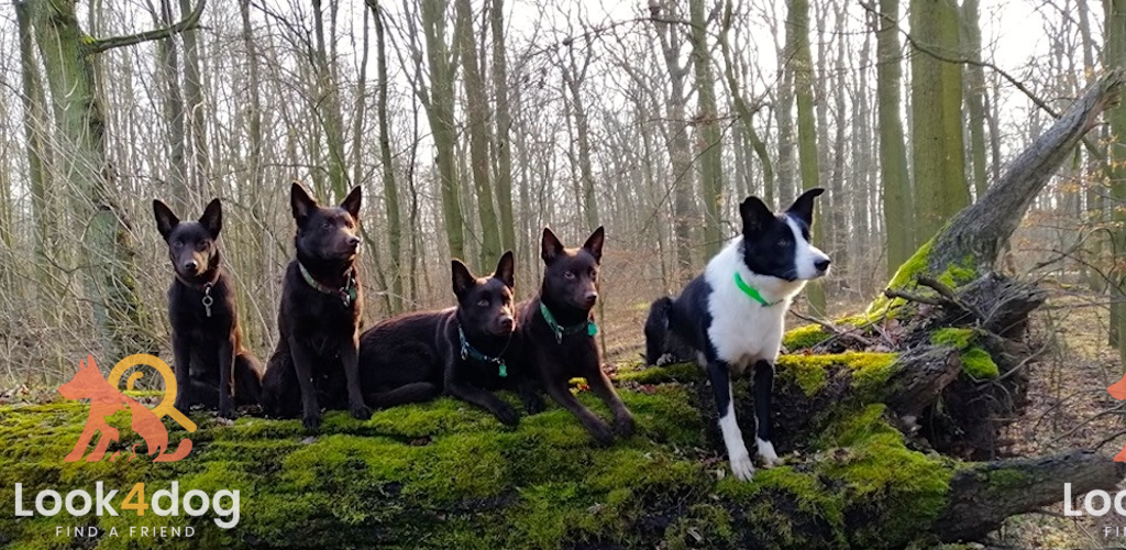 Owczarki australijskie Kelpie - umaszczenie