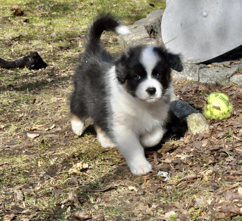 Owczarek australijski