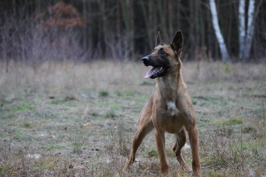 Owczarek belgijski Malinois - żywienie