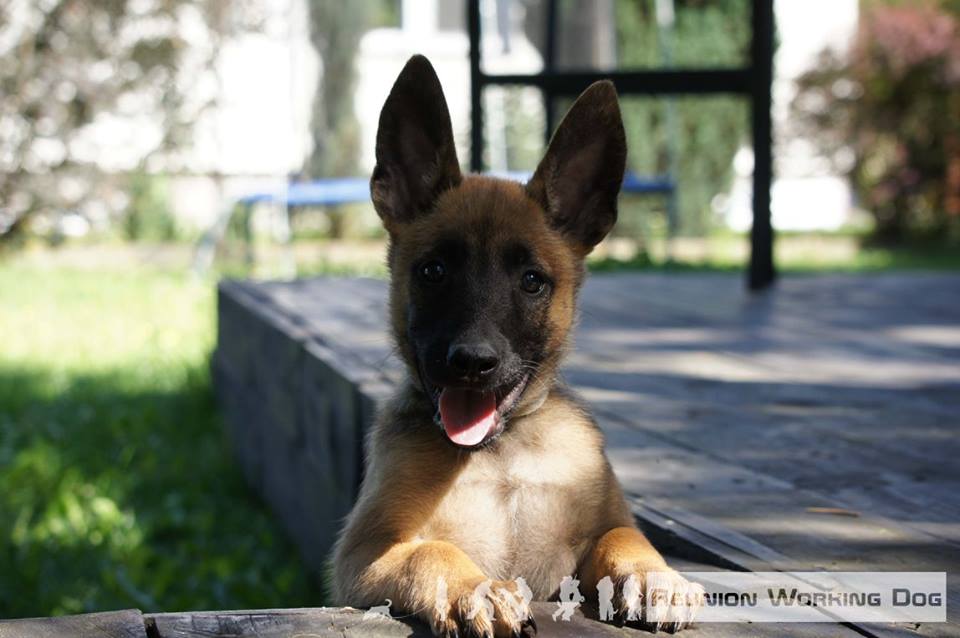 szczeniak owczarek malinois - charakter