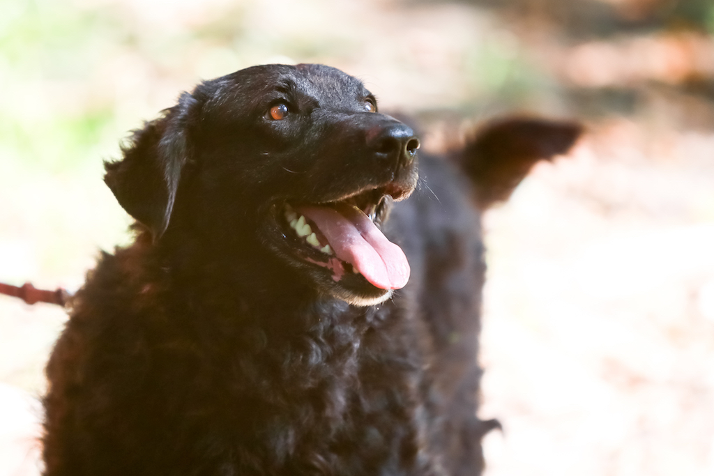 Owczarek chorwacki - charakter