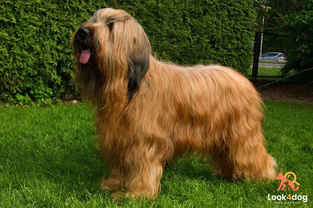 Owczarek francuski Briard - charakter