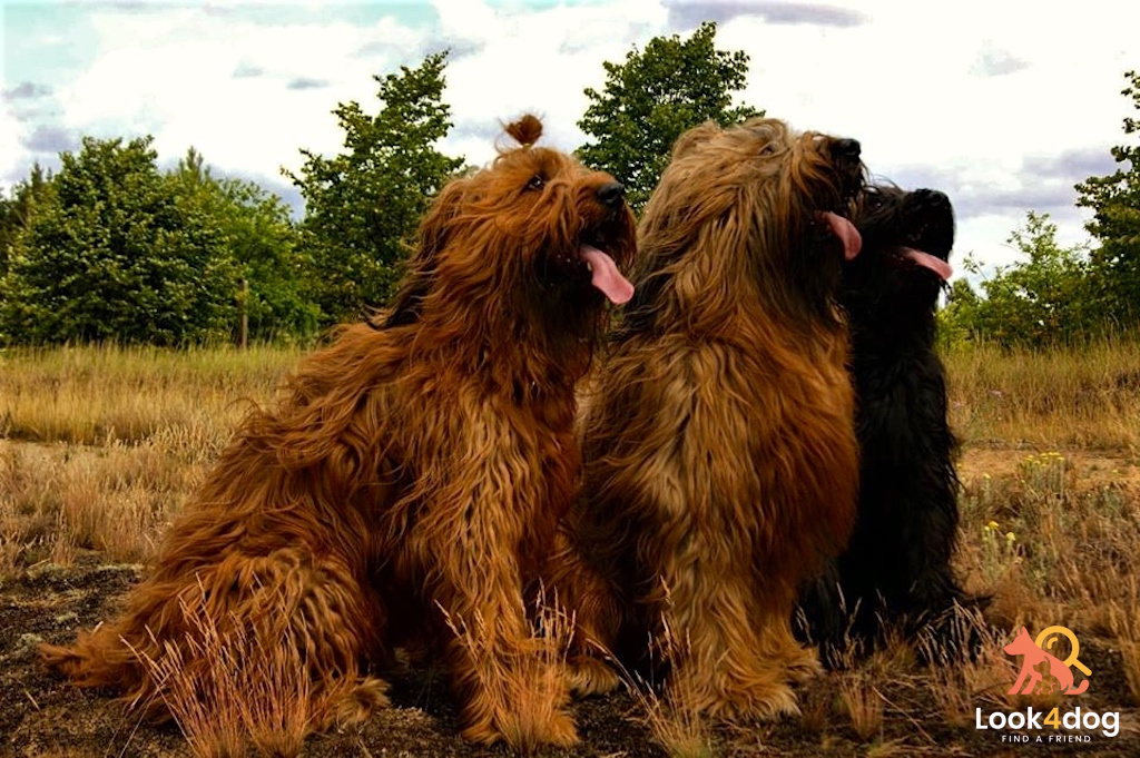 Owczarek francuski Briard - pielęgnacja