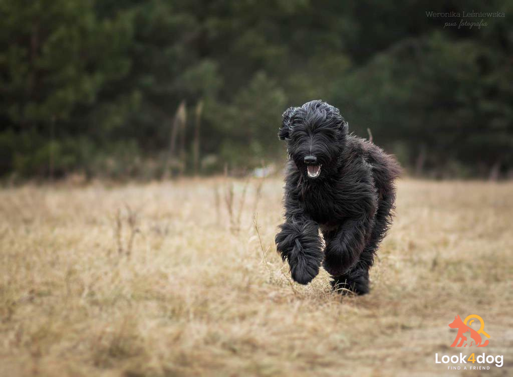Owczarek francuski Briard - umaszczenie