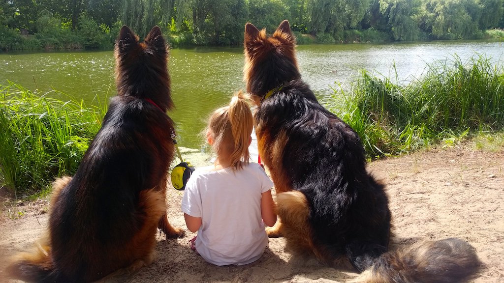 Owczarek niemiecki - dzieci