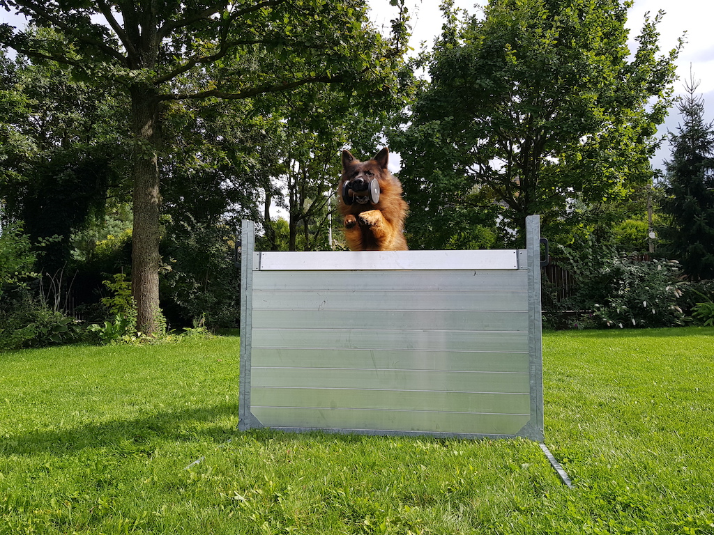 Owczarek niemiecki długowłosy - aport przez przeszkodę