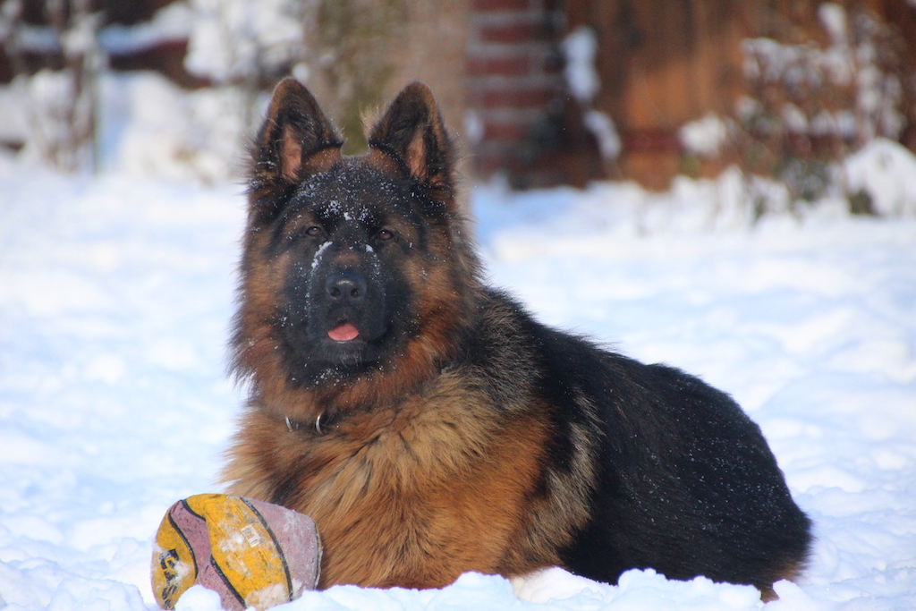 Owczarek niemiecki długowłosy - charakter