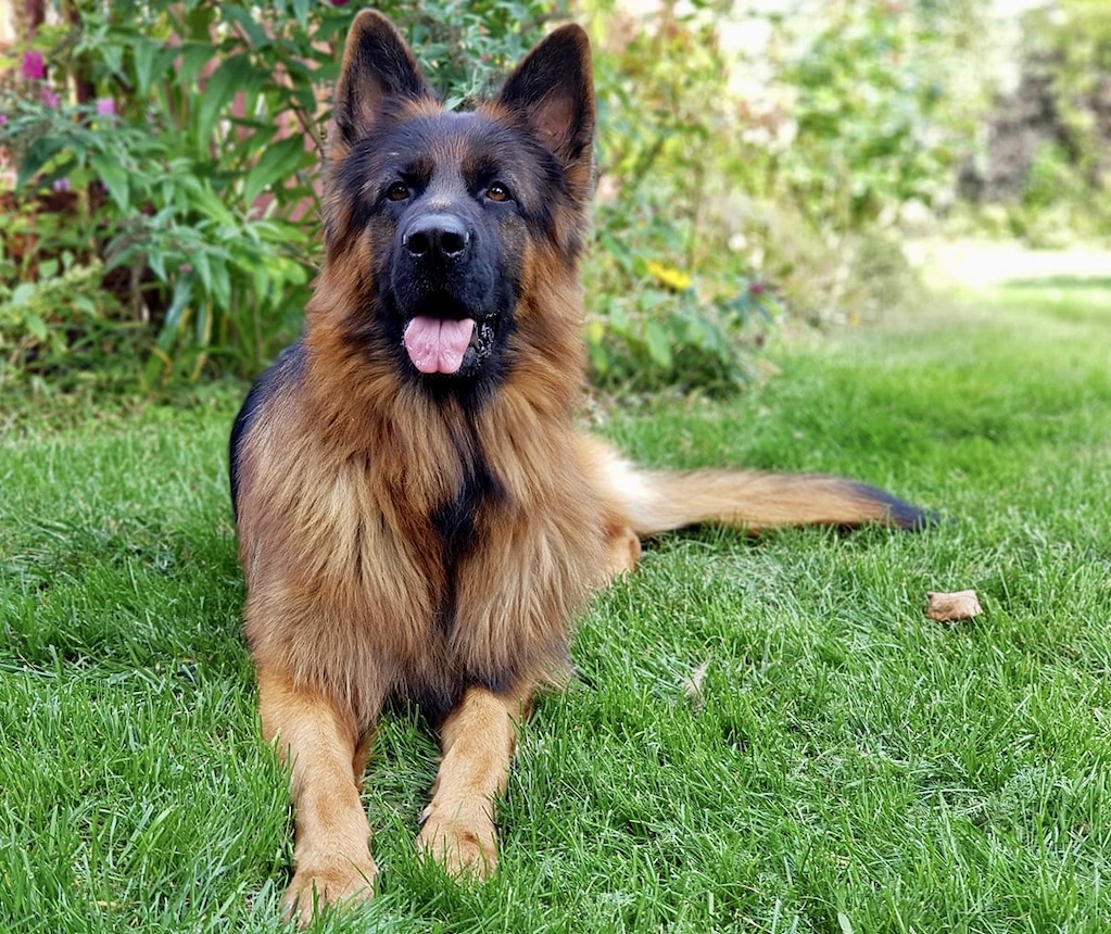 Owczarek niemiecki długowłosy - charakter