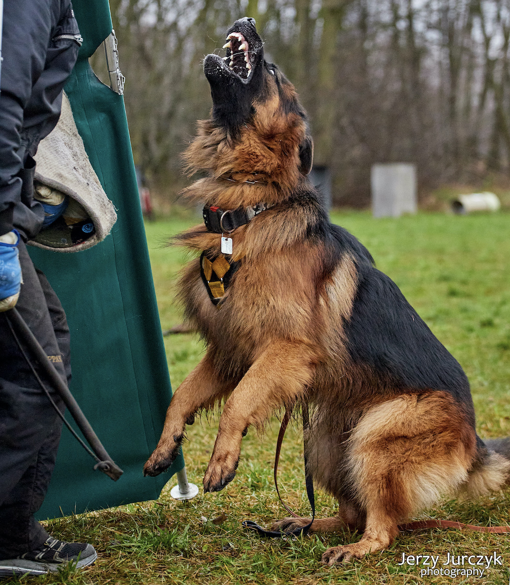 Owczarek niemiecki długowłosy - obrona