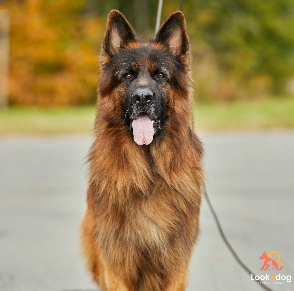 Owczarek niemiecki długowłosy - pielęgnacja