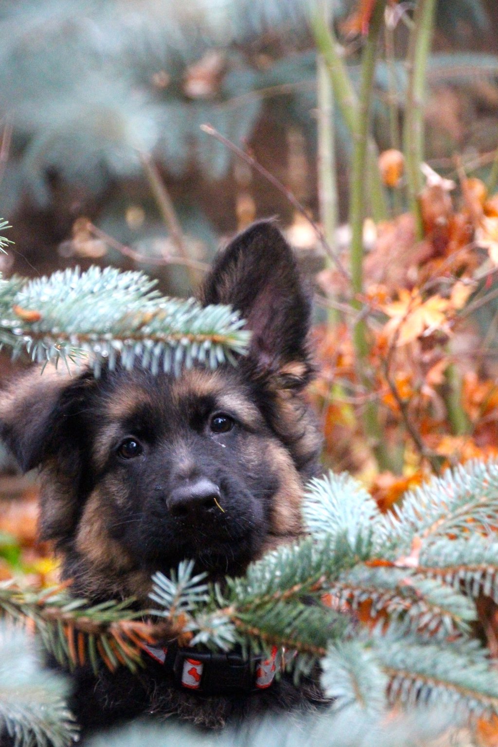 Owczarek niemiecki długowłosy - szczeniak