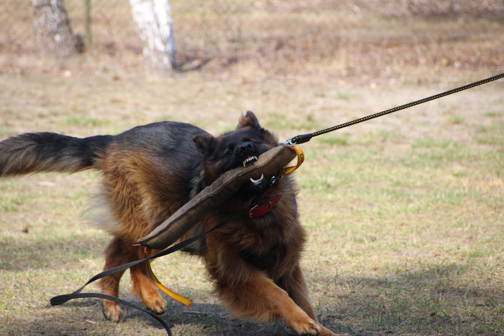 Owczarek niemiecki długowłosy - umaszczenie
