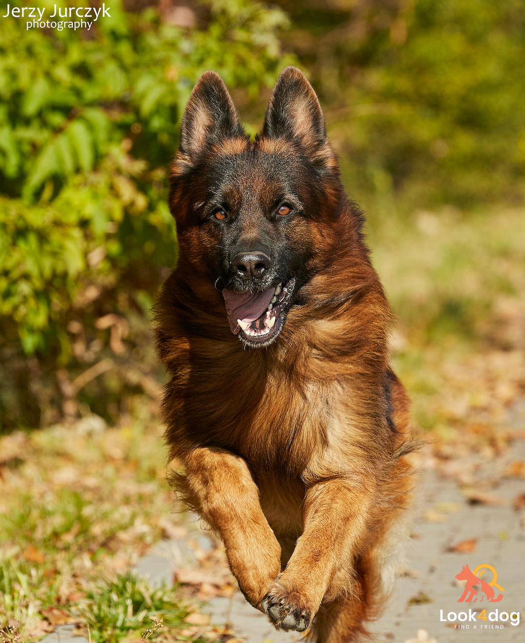 Owczarek niemiecki długowłosy - żywienie