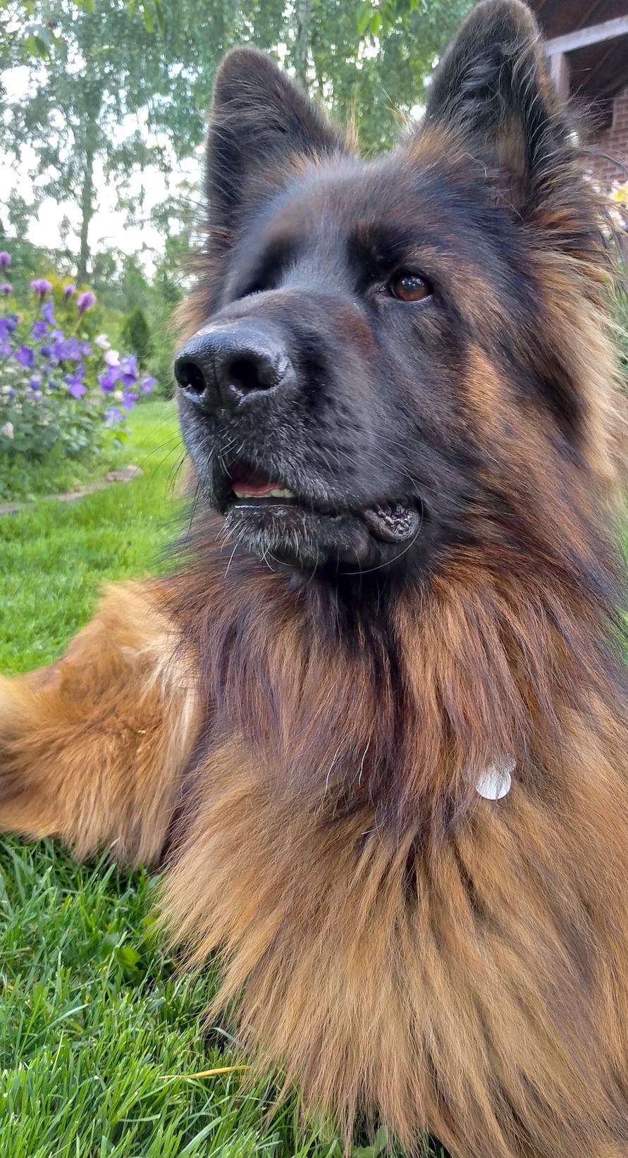 dostojny owczarek niemiecki