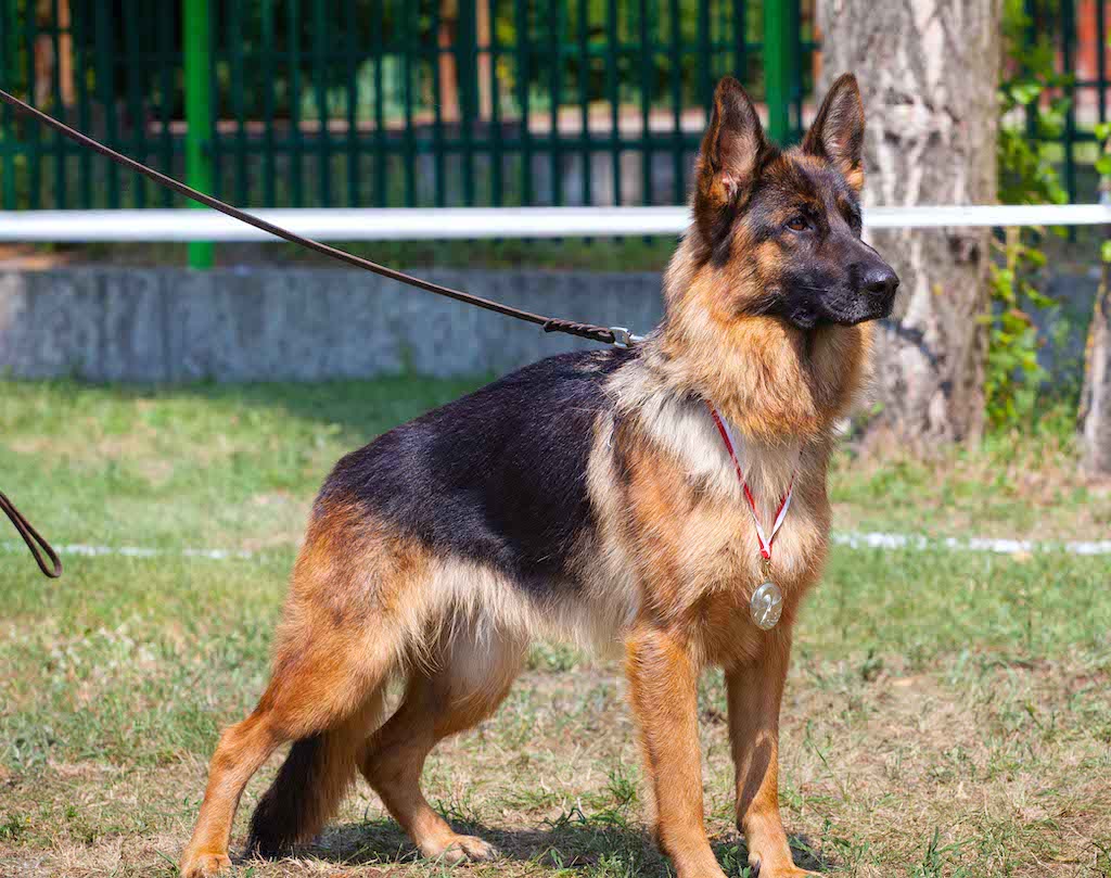 Owczarek niemiecki krótkowłosy - charakter