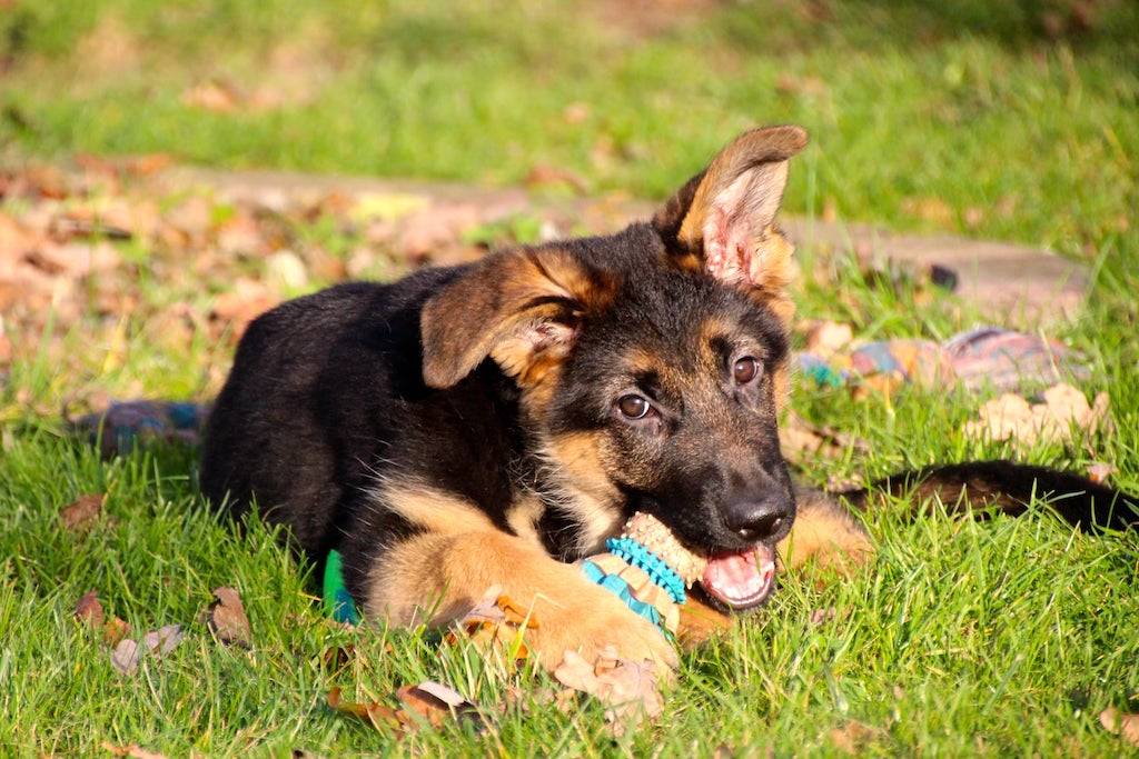 Owczarek niemiecki krótkowłosy - szczeniak