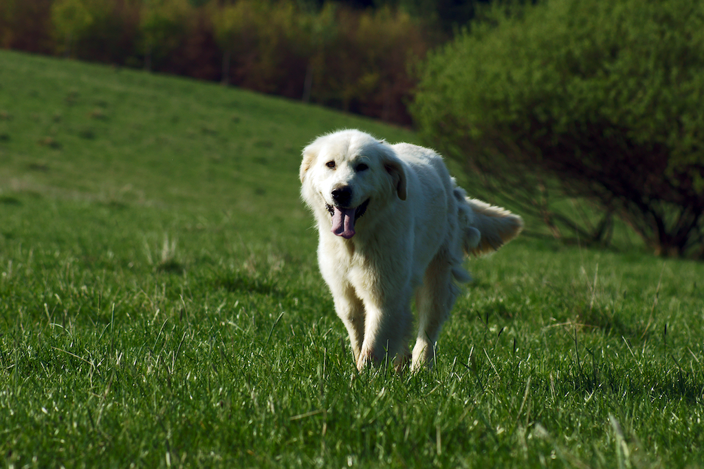 Owczarek podhalański - charakter