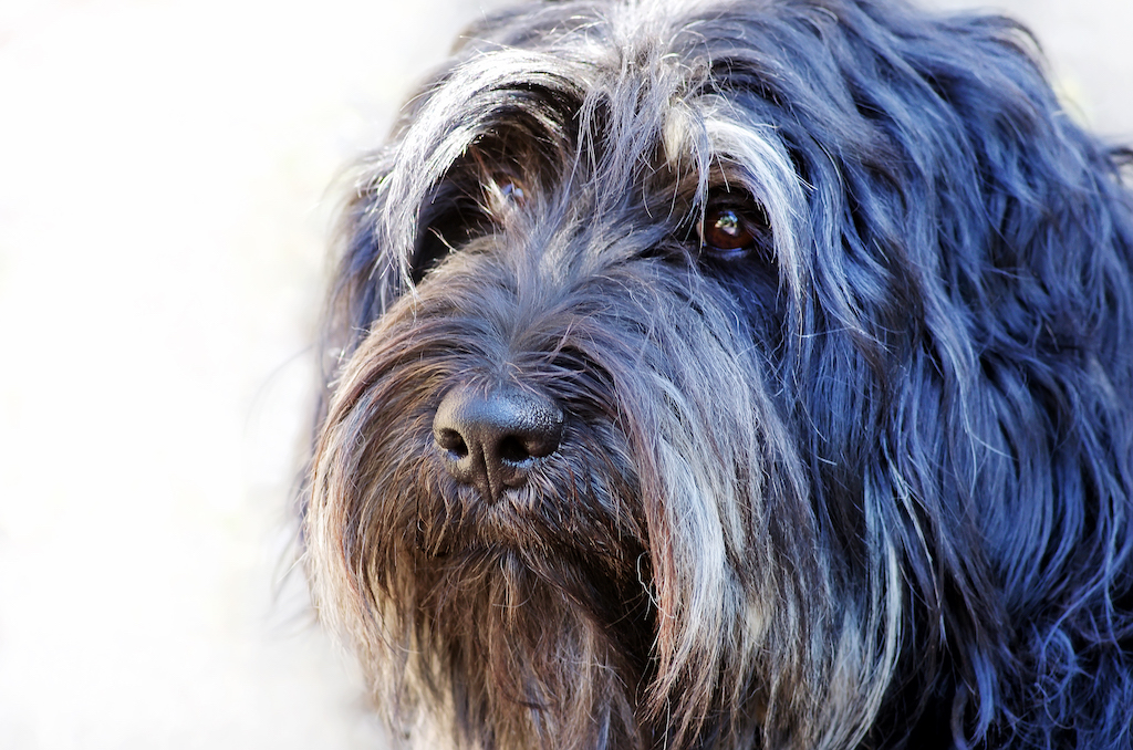 Owczarek portugalski - charakter