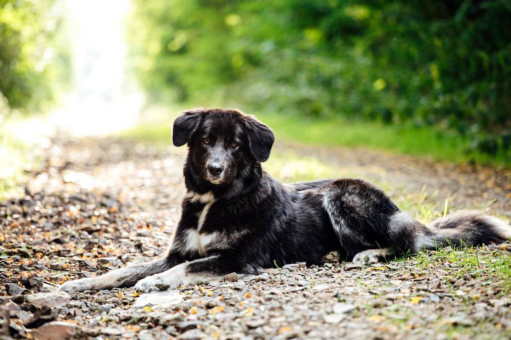 Owczarek rumuński Carpatin - choroby