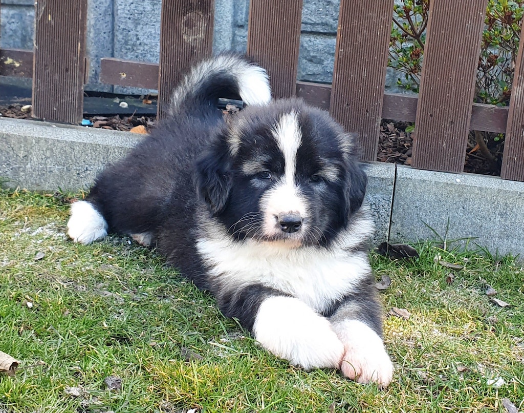 Owczarek rumuński Carpatin - hodowla