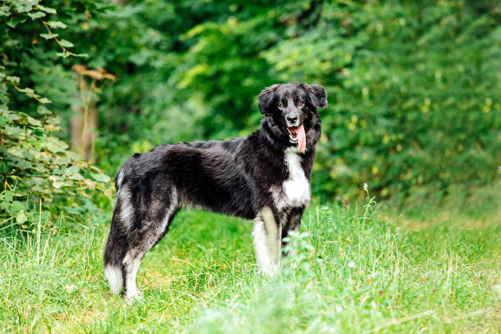 Owczarek rumuński Carpatin - pielęgnacja
