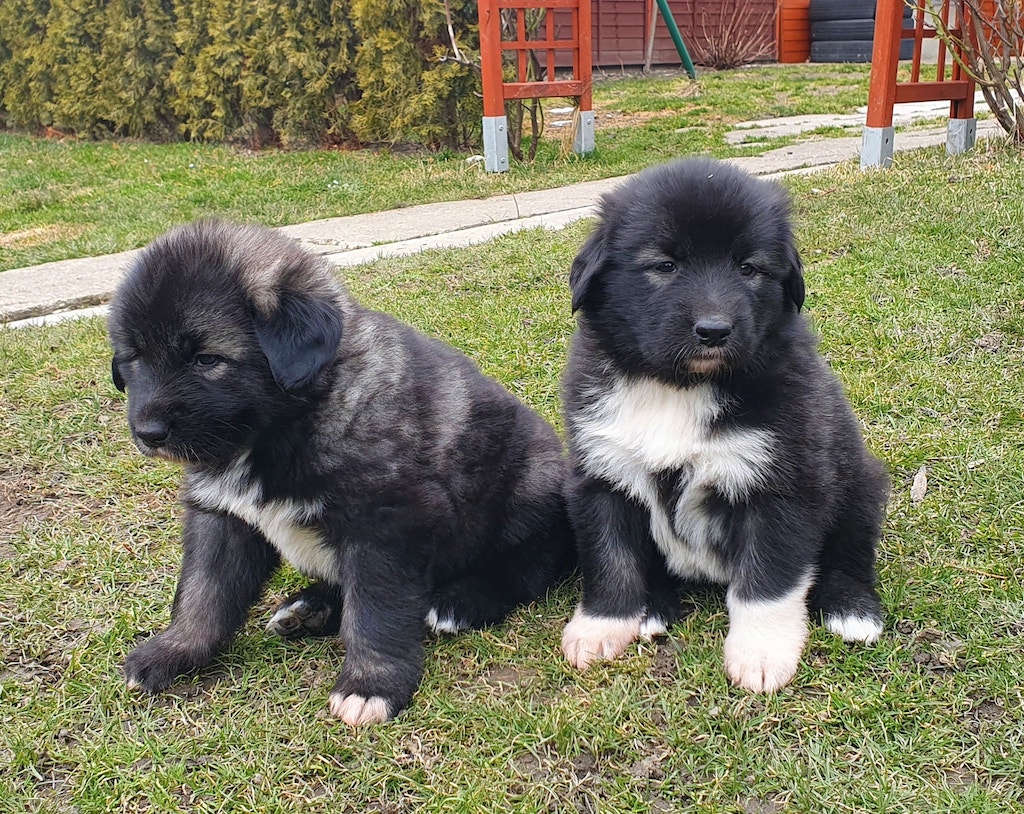 Owczarek rumuński Carpatin - szczeniaki