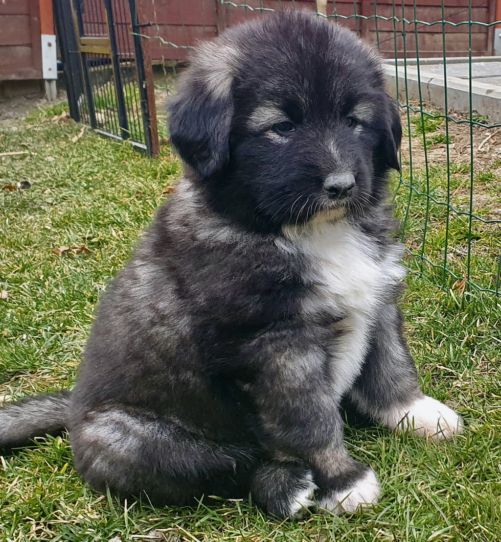 Owczarek rumuński Carpatin