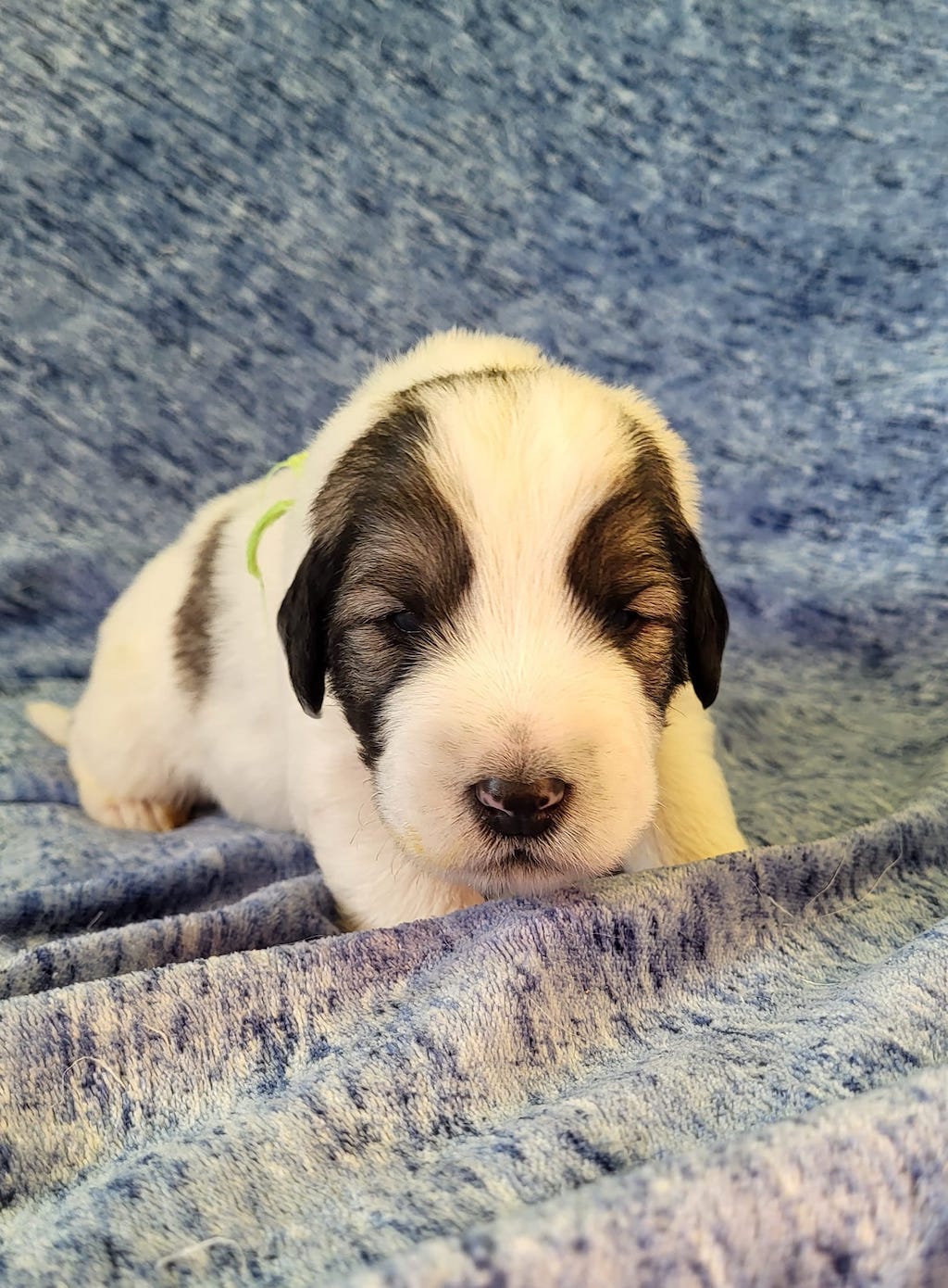 Owczarek rumuński Mioritic - szczeniaki