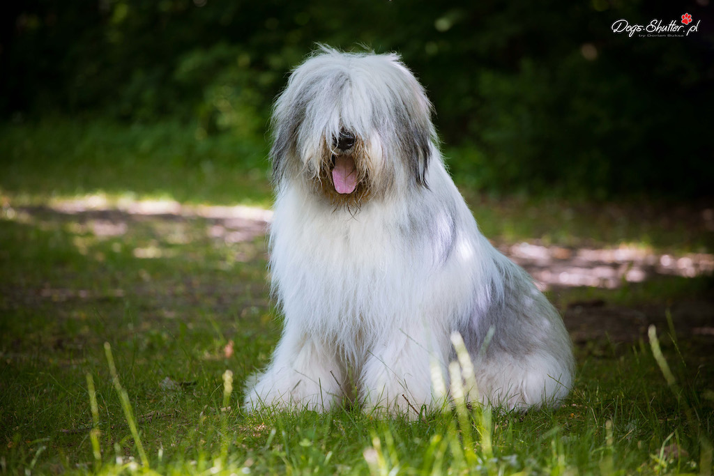 Owczarek rumuński Mioritic - charakter