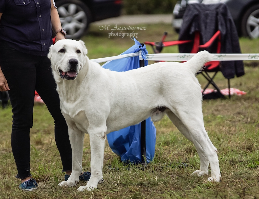 Owczarek środkowoazjatycki - hodowle