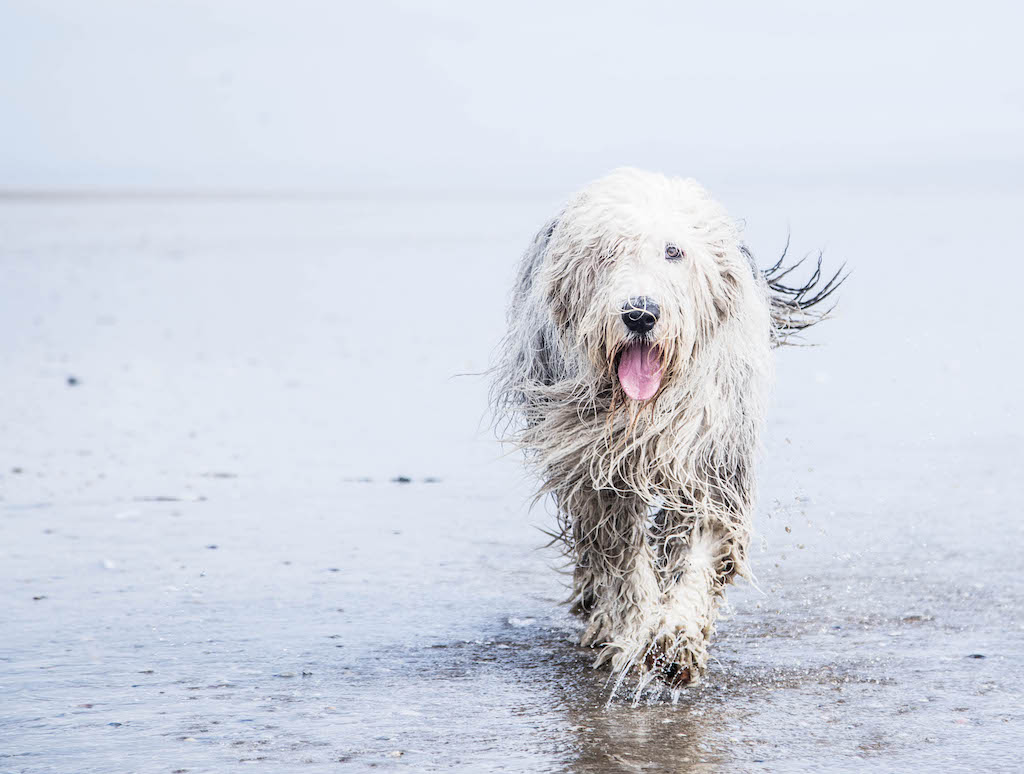 Owczarek staroangielski bobtail - charakter 