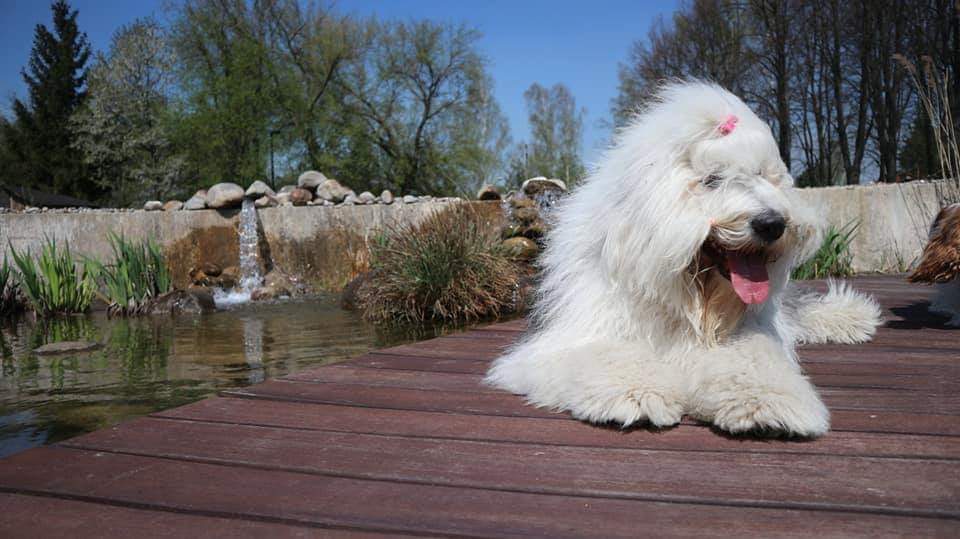 Owczarek staroangielski Bobtail - pielęgnacja