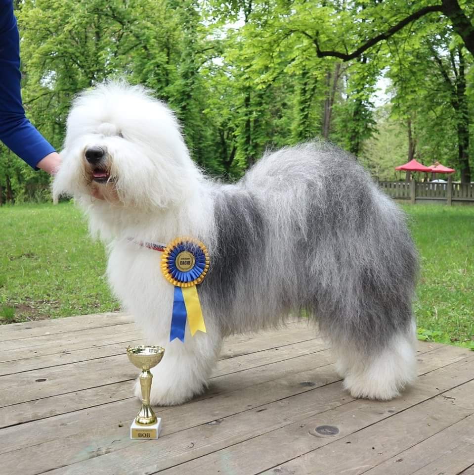 Owczarek staroangielski Bobtail - umaszczenie