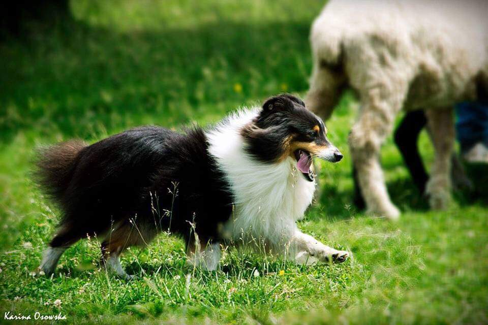 Owczarek szetlandzki - charakter