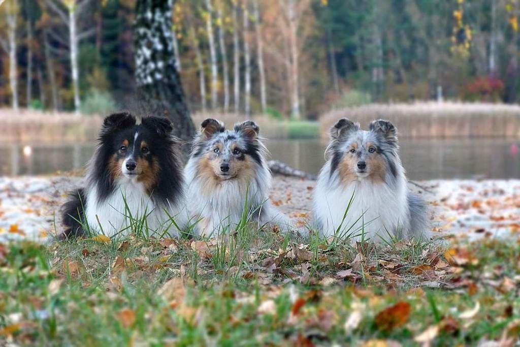 Owczarek szetlandzki - pielęgnacja