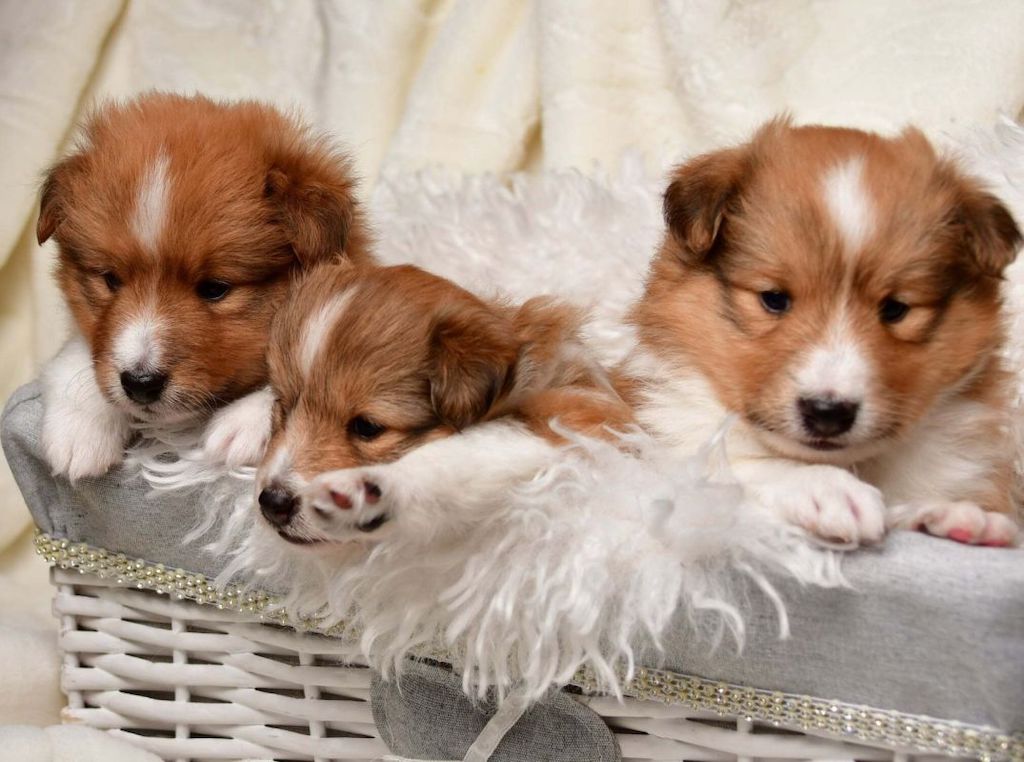 Owczarek szetlandzki - szczeniaki