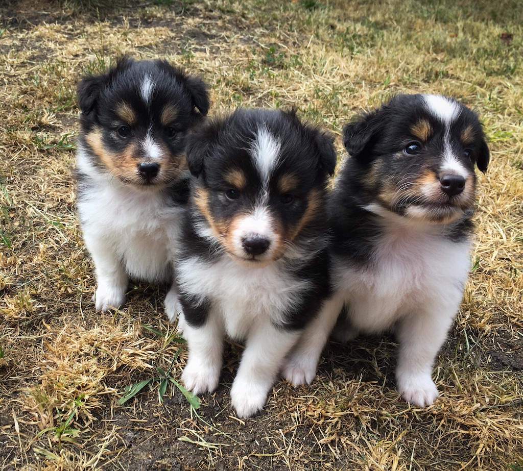 Owczarek szetlandzki - umaszczenie