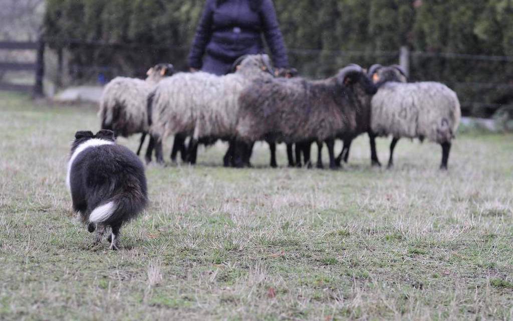 Owczarek szetlandzki - żywienie