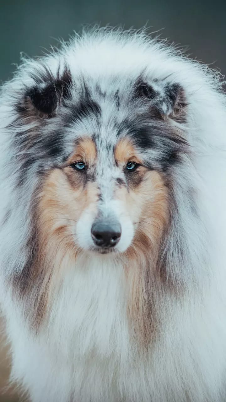 Owczarek szkocki długowłosy - pielęgnacja