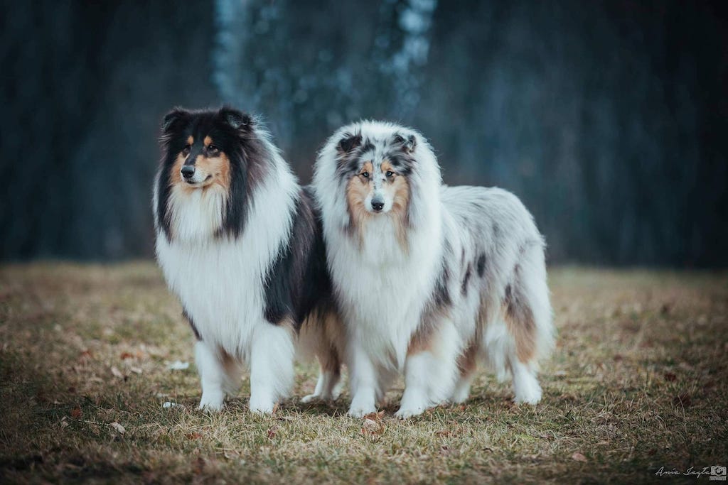 Owczarek szkocki długowłosy - umaszczenie